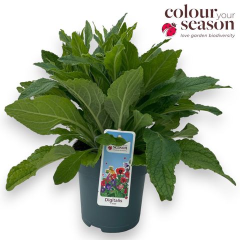 Digitalis purpurea LUCAS WHITE