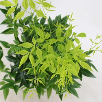 Nandina domestica MAGICAL LEMON & LIME