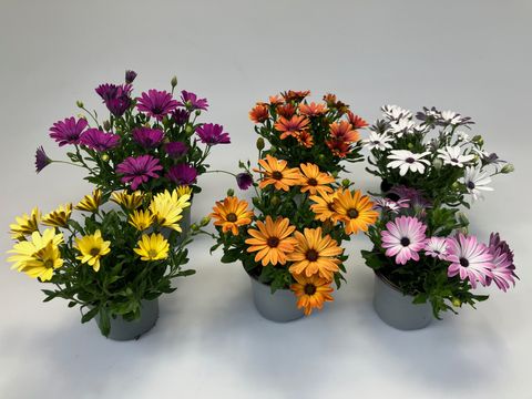 Osteospermum MIX