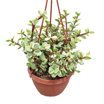 Portulacaria afra 'Follis Variegata'