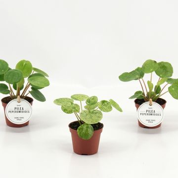 Pilea peperomioides MIX