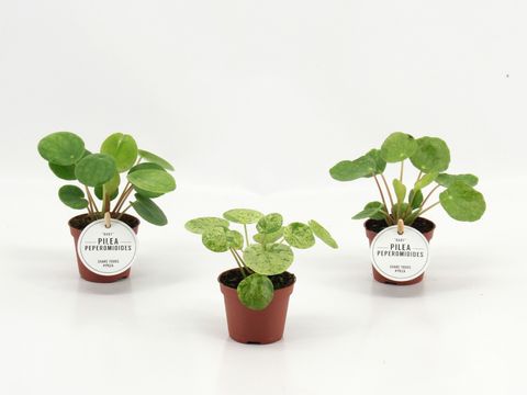 Pilea peperomioides MIX