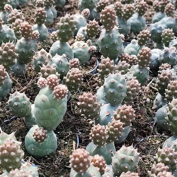 Tephrocactus articulatus inermis