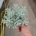 Achillea umbellata