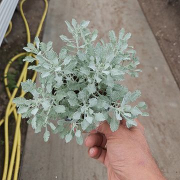 Achillea umbellata