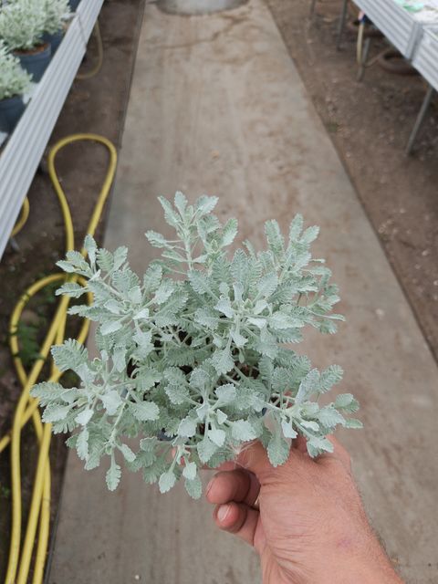 Achillea umbellata