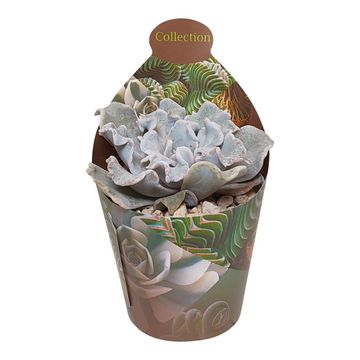 Echeveria 'Ballet Dancer'