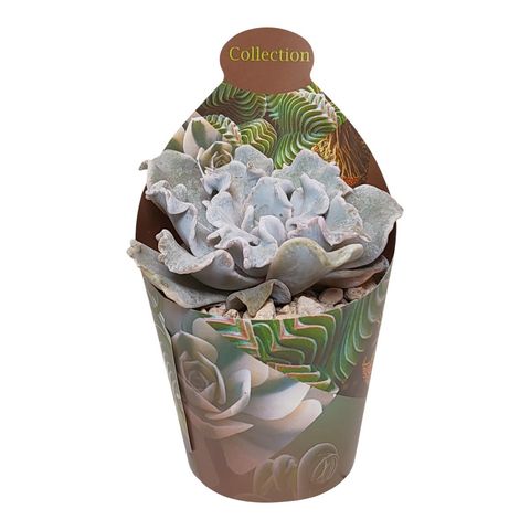 Echeveria 'Ballet Dancer'