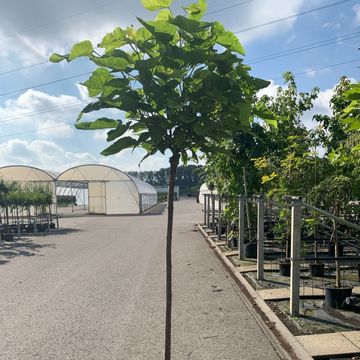 Catalpa bignonioides 'Aurea'