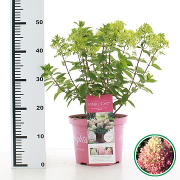 Hydrangea paniculata PINKLIGHT