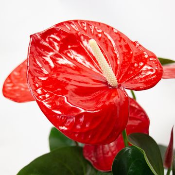 Anthurium KARMA RED