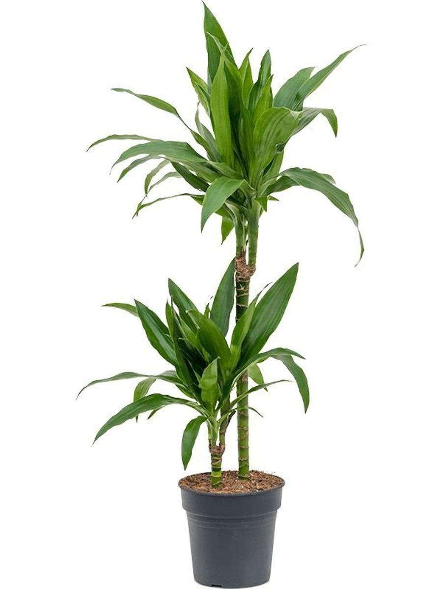 Dracaena fragrans 'Janet Craig' — Plant Wholesale FlorAccess