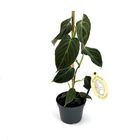 Philodendron melanochrysum