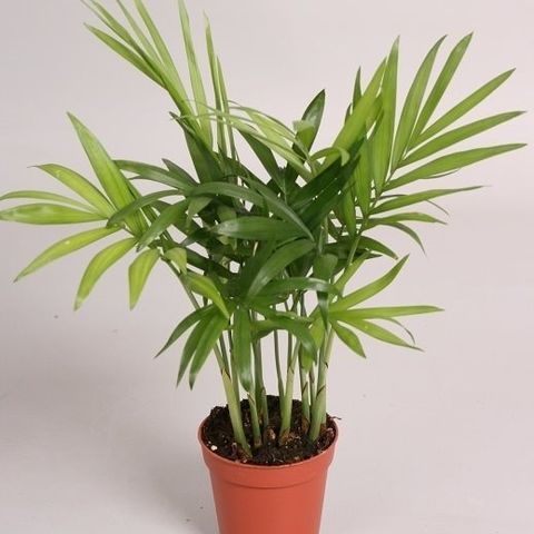 Chamaedorea elegans — Pflanzengroßhandel FlorAccess