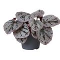Begonia CHAYO
