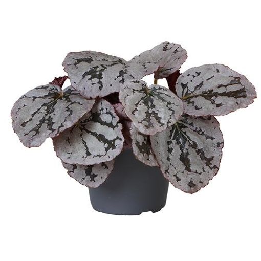 Begonia CHAYO