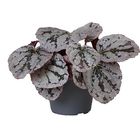 Begonia CHAYO