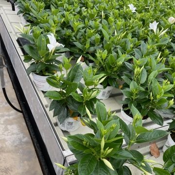 Mandevilla SUMMERSTAR WHITE