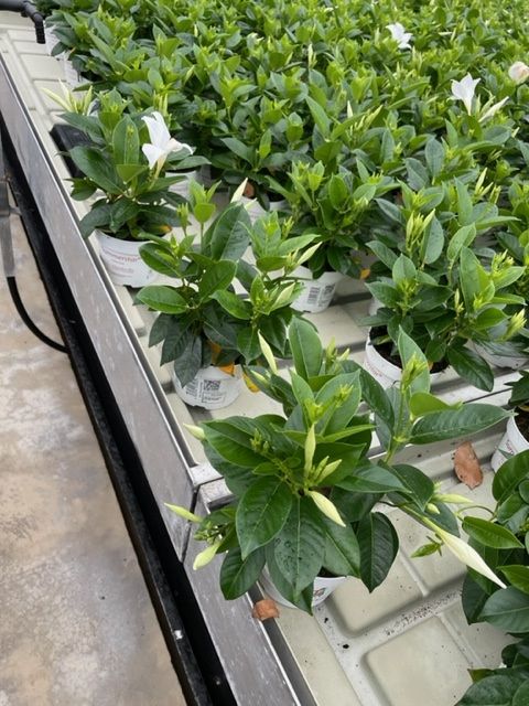 Mandevilla SUMMERSTAR WHITE