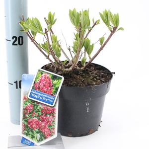 Hydrangea paniculata MAGICAL FIRE (About Plants Zundert BV)