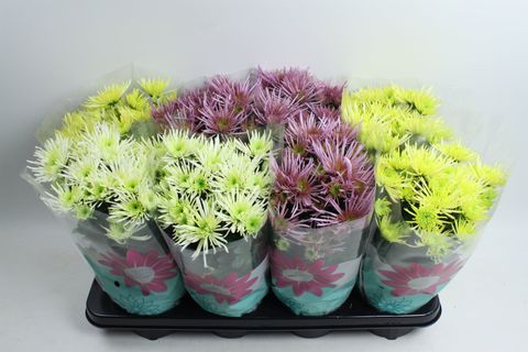 Chrysanthemum ANANSI MIX