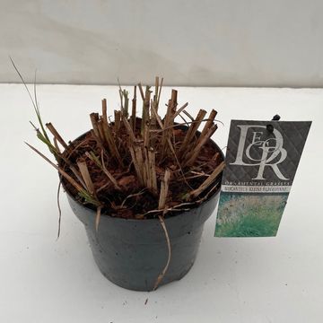 Miscanthus sinensis 'Kleine Silberspinne'