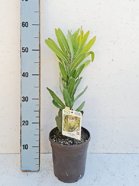 Protea neriifolia 'Cream Mink'