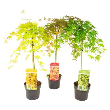 Acer palmatum CASCADE MIX