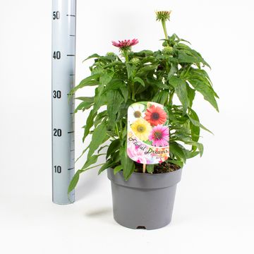 Echinacea SOMBRERO MIX