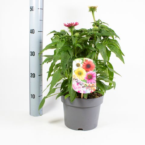 Echinacea SOMBRERO MIX