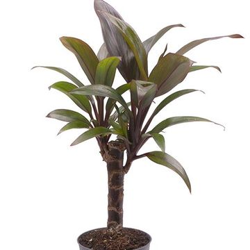 Cordyline fruticosa 'Перпл Компакта'