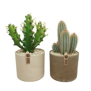 Kaktus MIX IN POT
