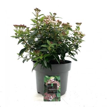 Viburnum tinus 'Eve Price'