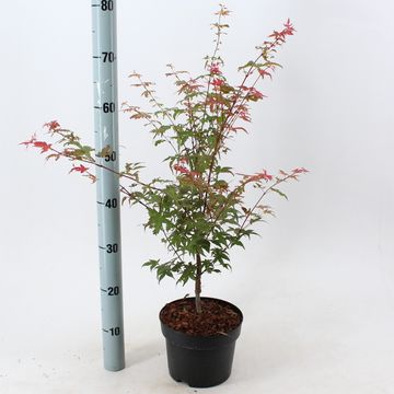 Acer palmatum 'Deshôjô'