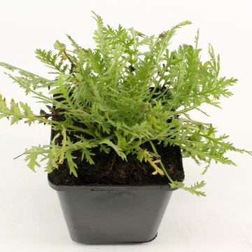 Achillea filipendulina 'Cloth of Gold'