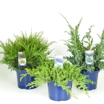 Juniperus MIX