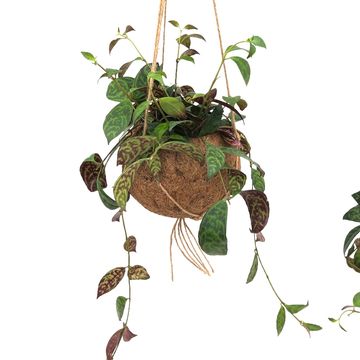 Aeschynanthus marmoratus