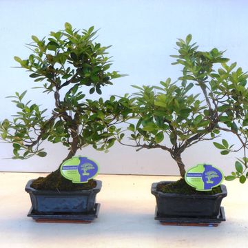 Rhododendron indicum