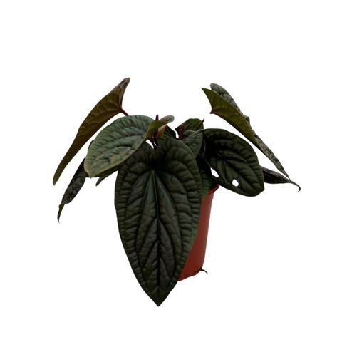 Anthurium luxurians x radicans