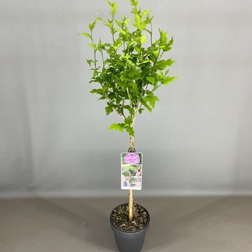 Hibiscus syriacus LAVENDER CHIFFON