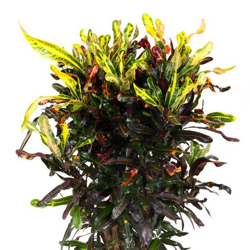 Trojskrzyn variegatum 'Mammi'