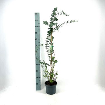 Eucalyptus 'Little Boy Blue'
