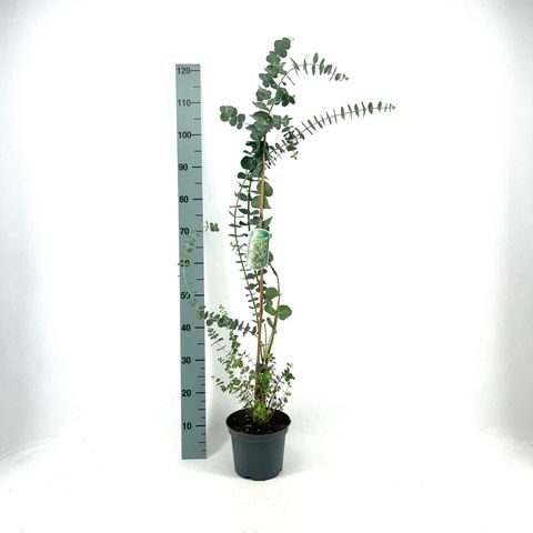 Eucalyptus 'Little Boy Blue'