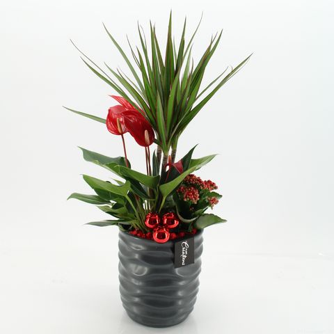 Aranżacja Boże Narodzenie