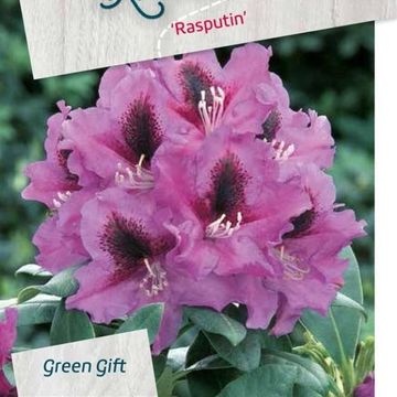 Rhododendron 'Rasputin'