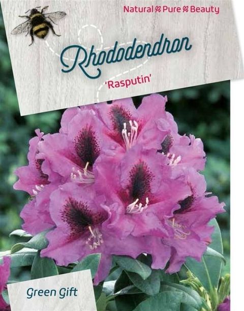 Rhododendron 'Распутин'