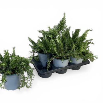Rosmarinus officinalis 'Prostratus'