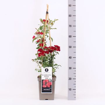 Роза RAMBLING ROSIE