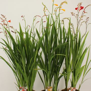 Crocosmia MIX