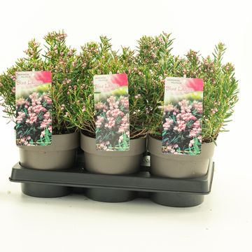 Andromeda polifolia 'Blue Lagoon'